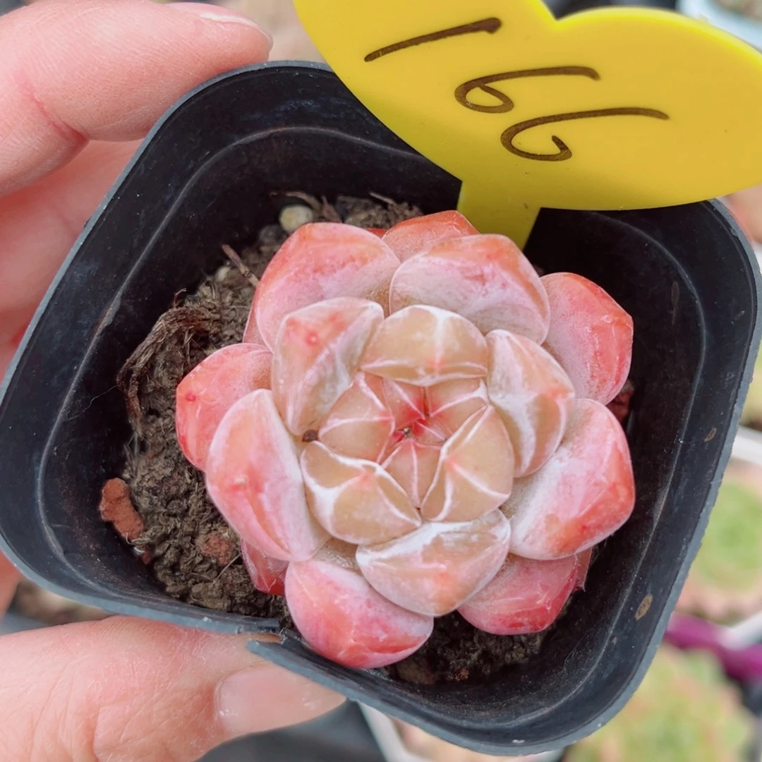 166号小老桩糖心单头