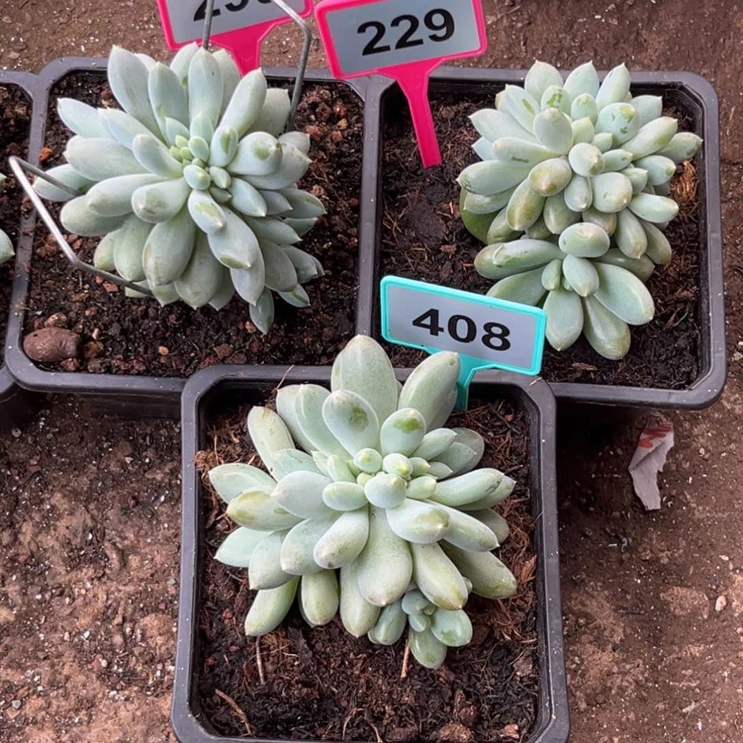 王***岁多肉植物299/229/408