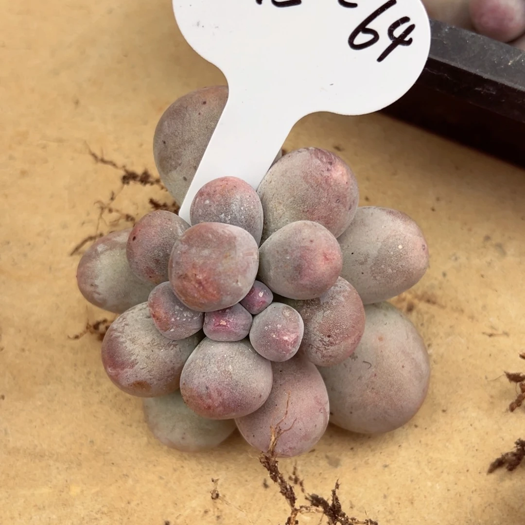 一****电0115-64韩奶多肉