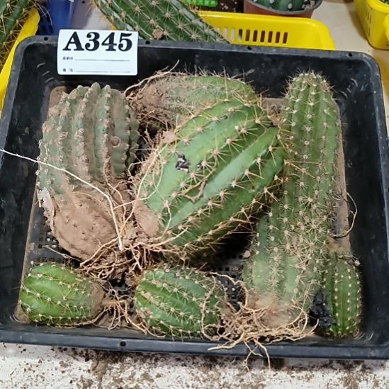 当前无花栽培后可以开花345