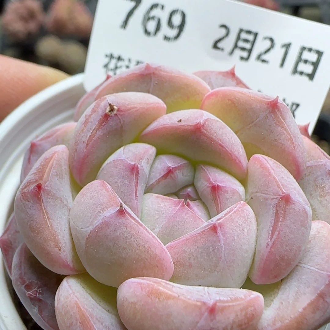 花语逸境0221-769