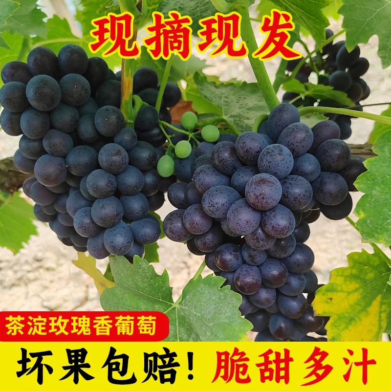 【农产品地理标志顺丰包邮】茶淀葡萄园基地新鲜采摘玫瑰香葡萄