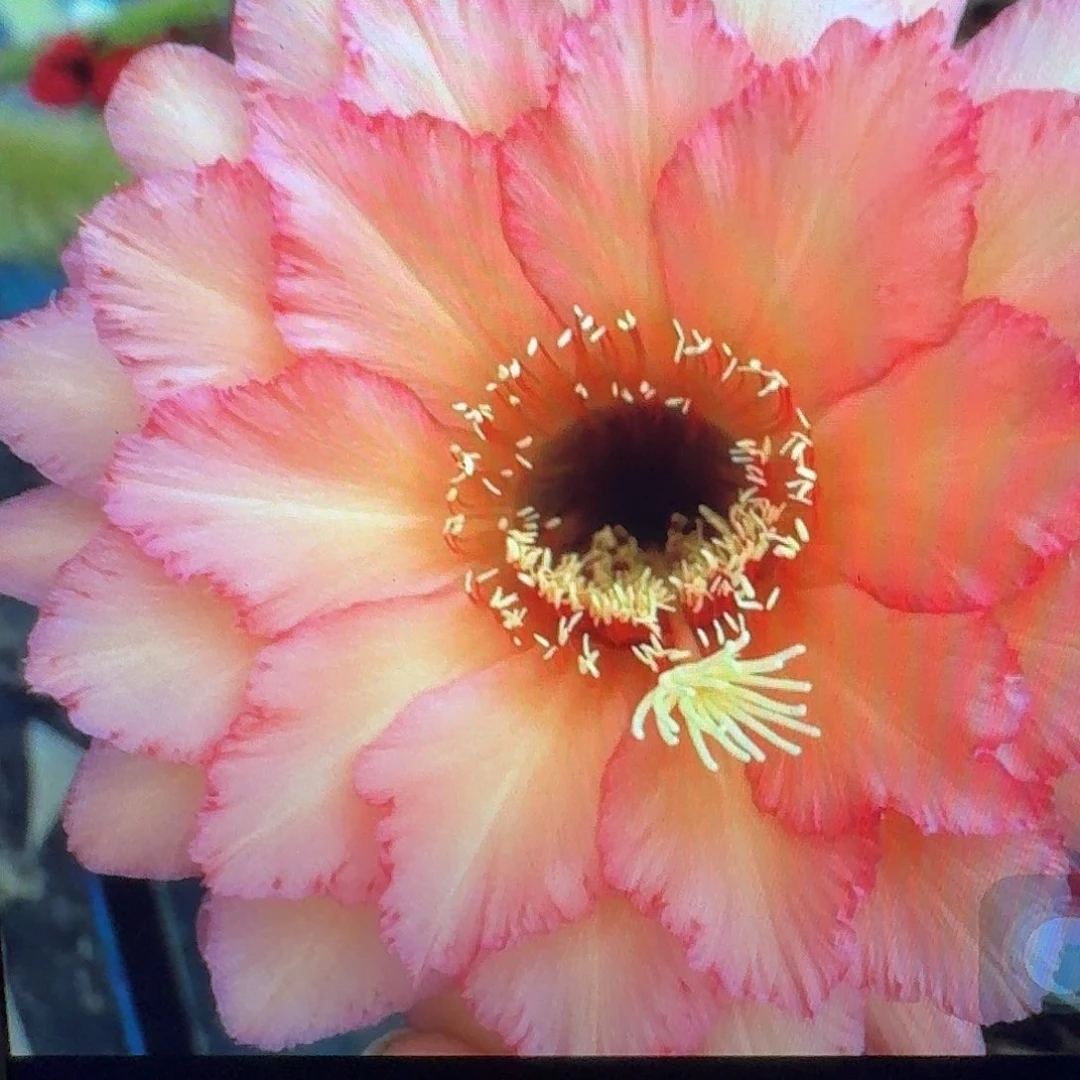 杰作侧芽5公分毛花柱仙人球