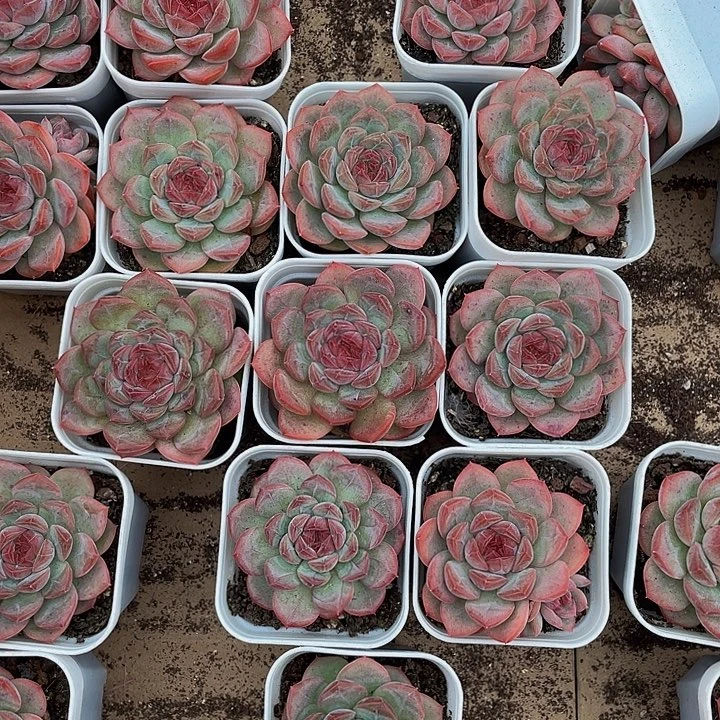 沁心2.8带盆土发货