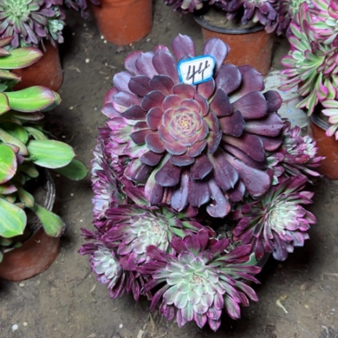 【闪购商品】木*多肉植物粉墨44