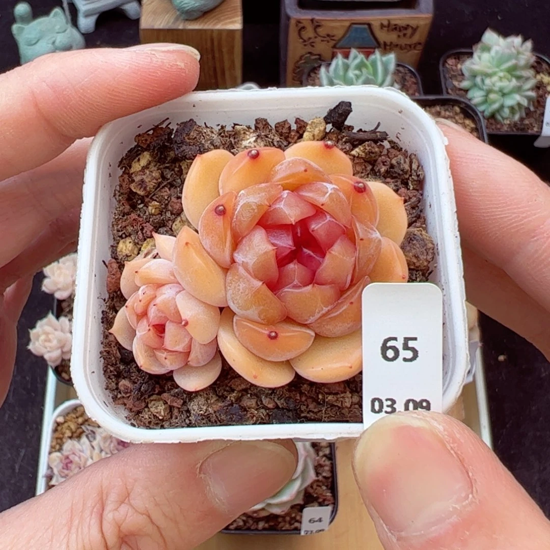 红恋65、哈哈哈哈