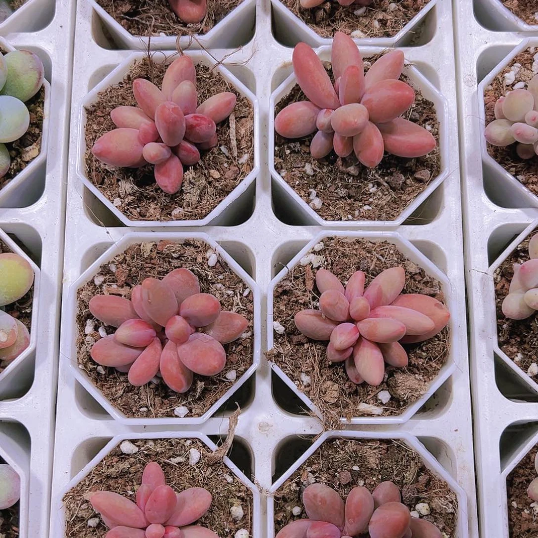 糖果美人19包邮多肉