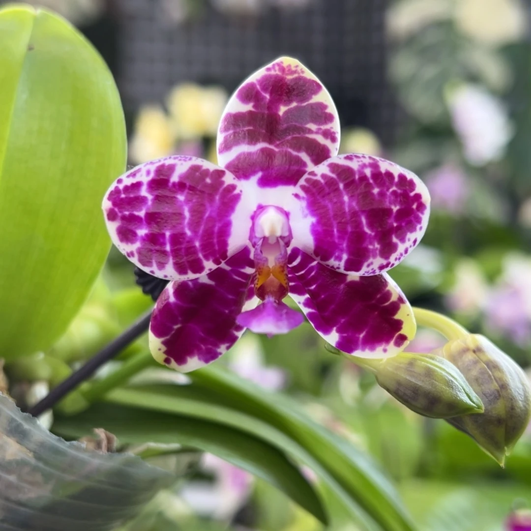 完全开放17号，88米