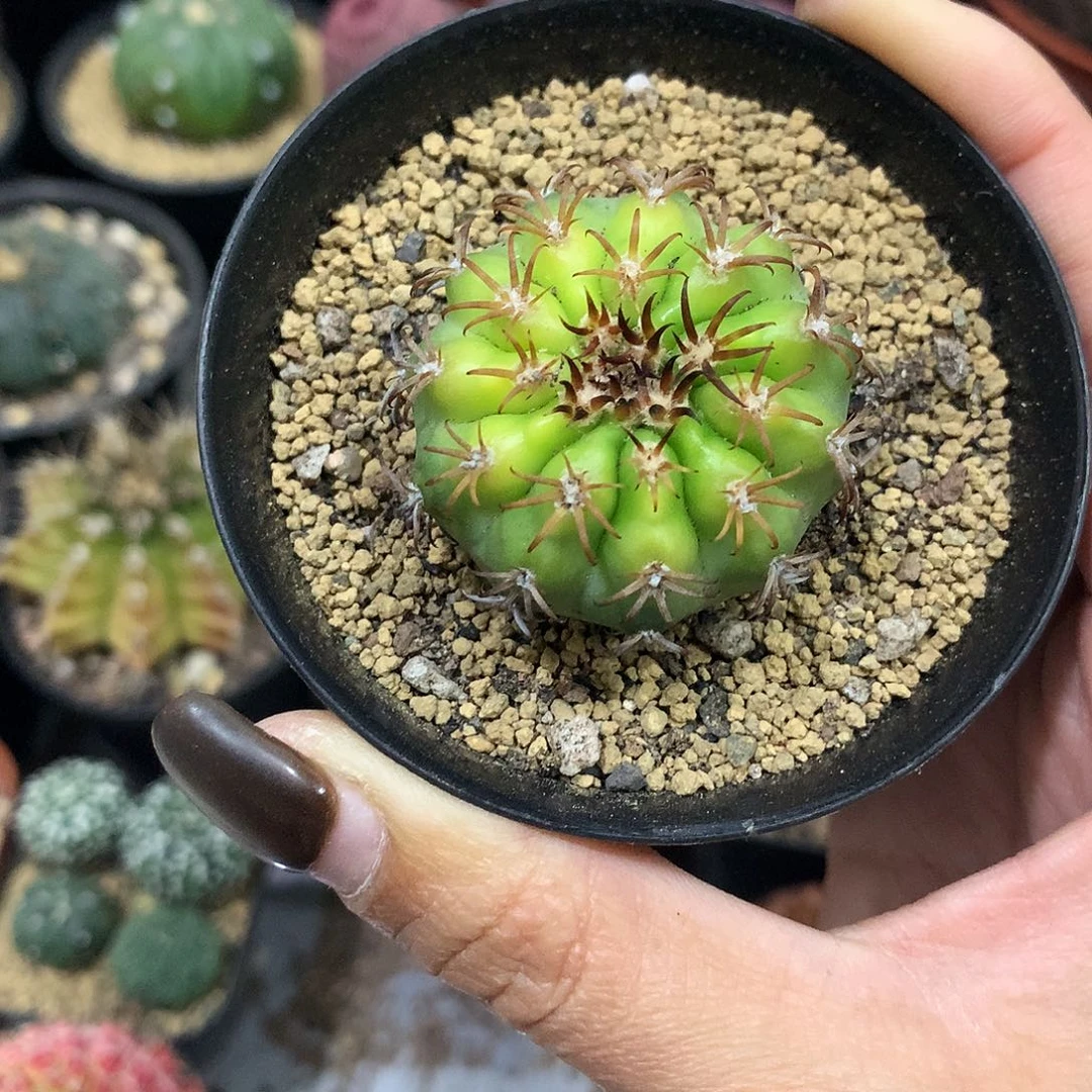 橙***乐实生根猫爪圆盘玉