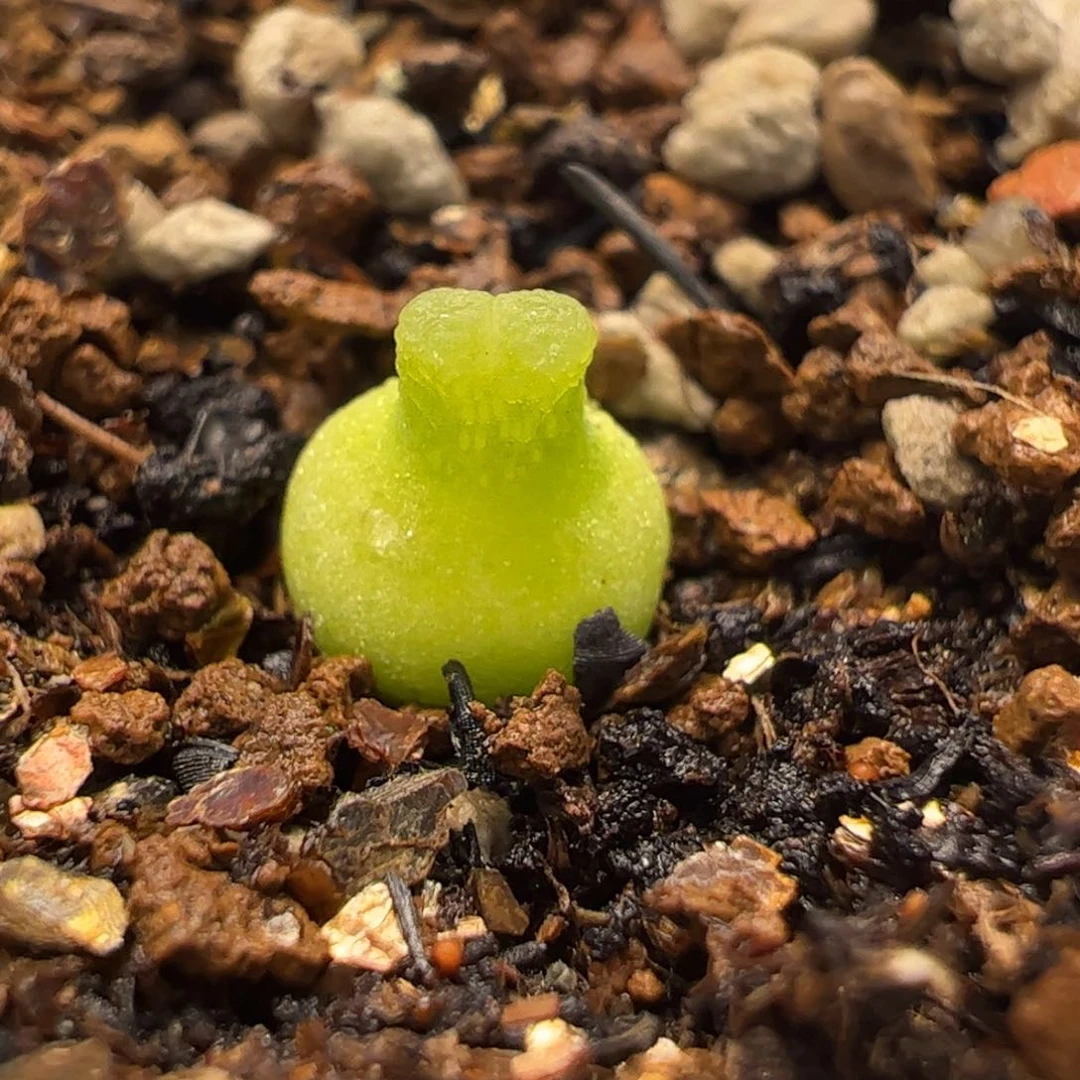 123多肉植物百科