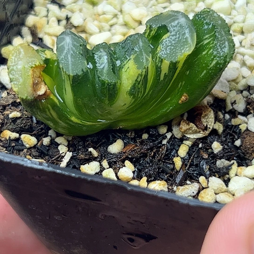 火山锦十二卷多肉植物满