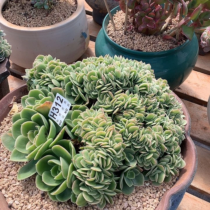 星娜塔缀化 非偏远38包邮 节后发