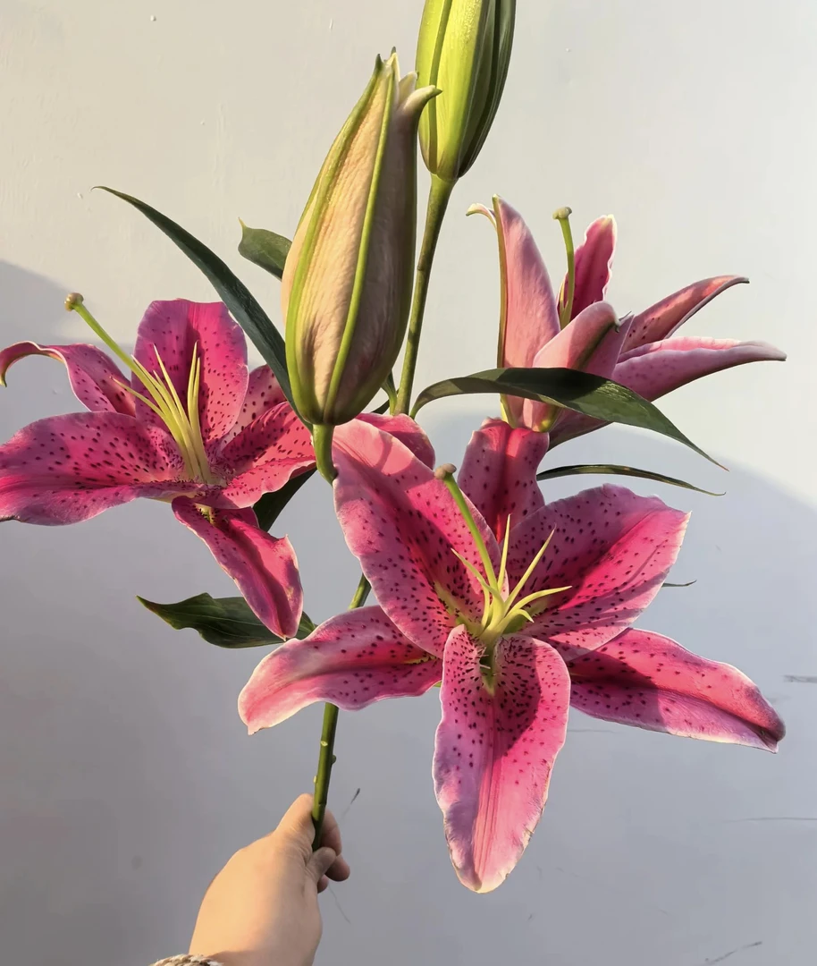 草莓沐恩 浓香型红色百合