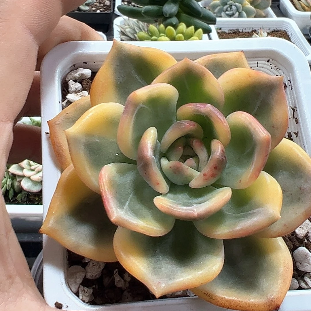 伊丽莎白锦 小方花圃一单包邮非偏远