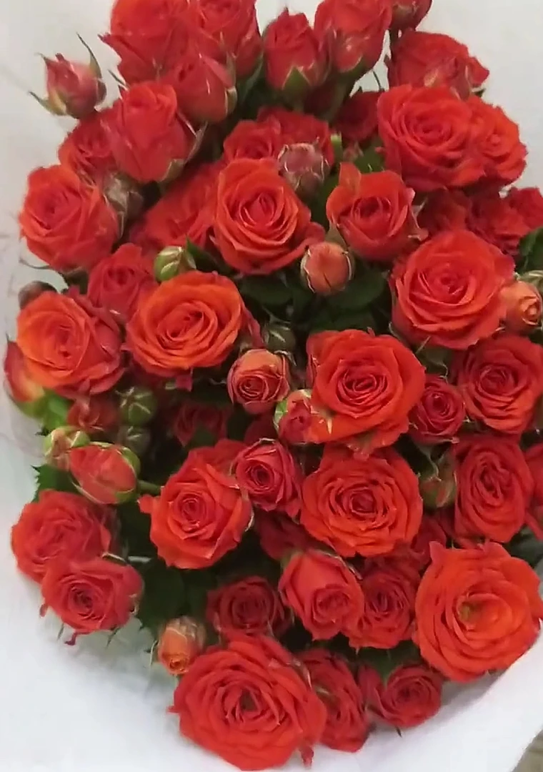 橙色记忆多头小玫瑰(1单包邮)云南基地直发鲜花速递同城鲜花