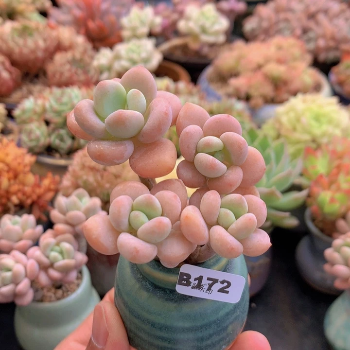 一物一拍含盆土满38包邮B172