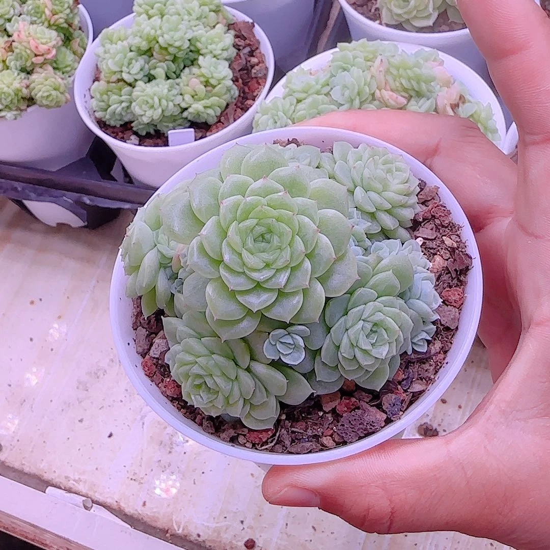 【闪购商品】0927-37优选麦杆