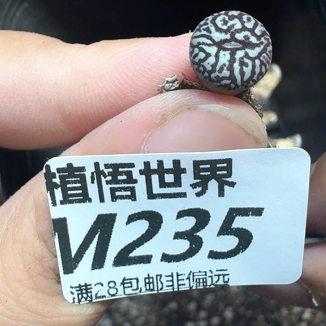 多肉植物的润泽而非