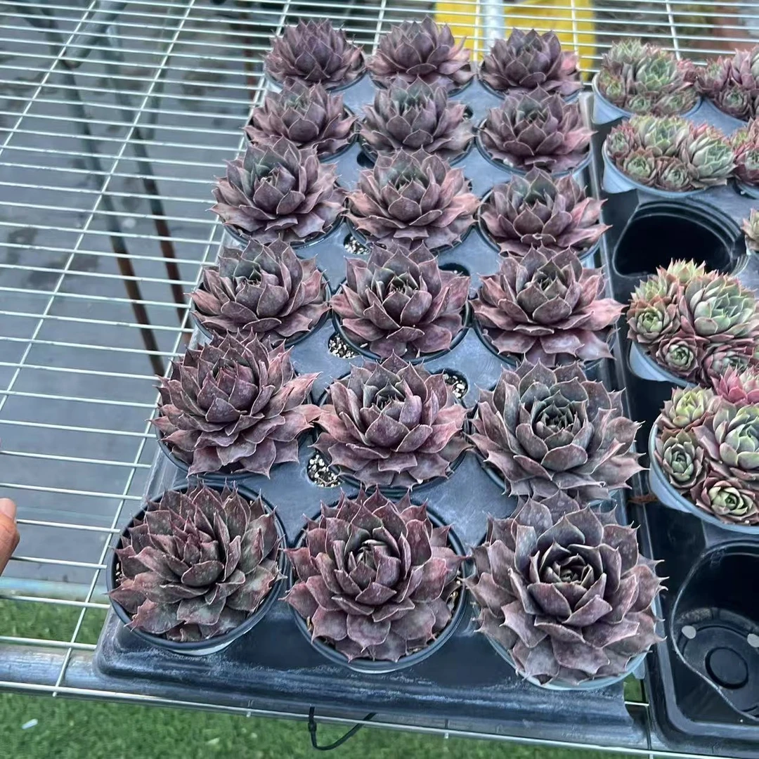 9厘米盆 大头 克斯拜尔的黑  带盆栽好发货