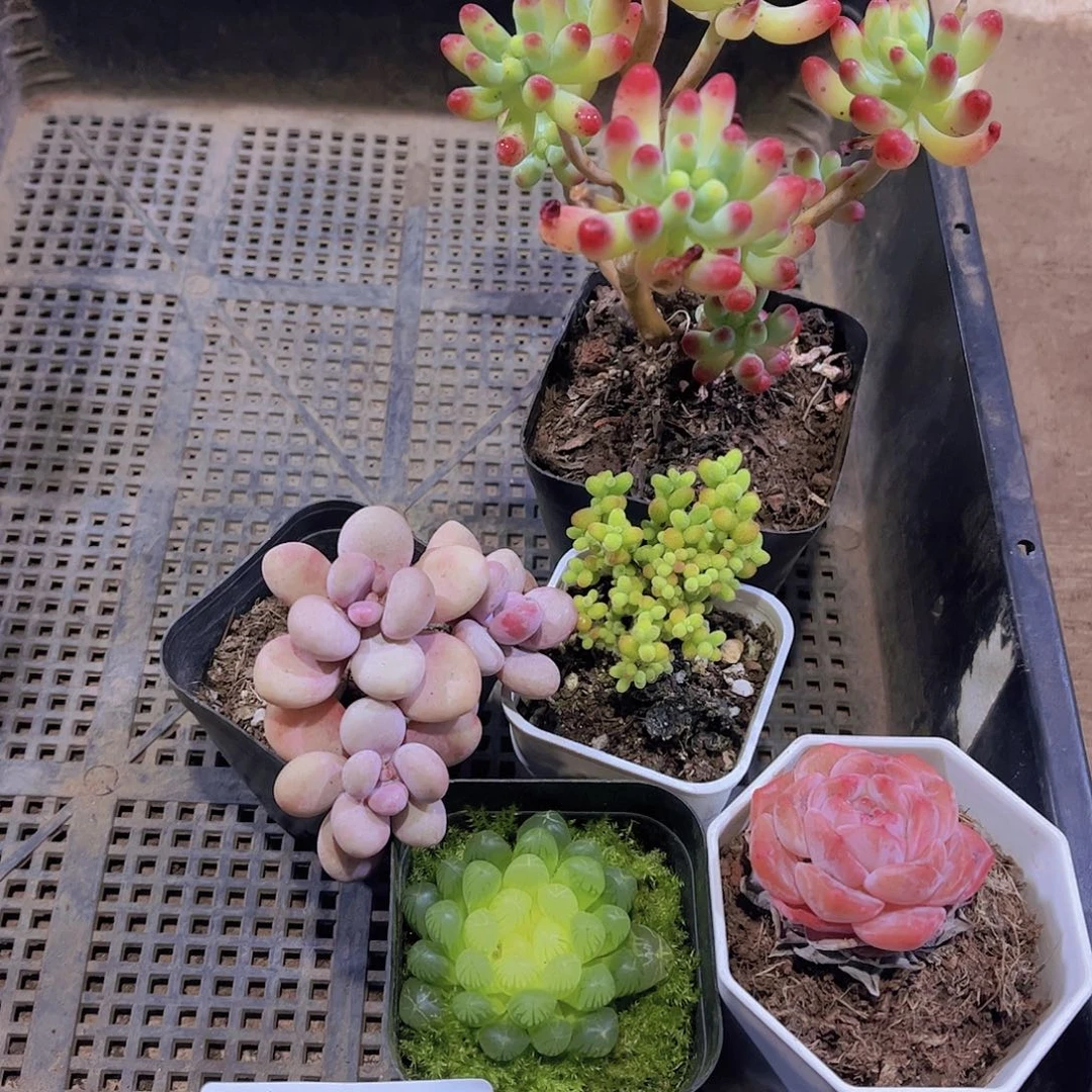 多肉889多肉植物