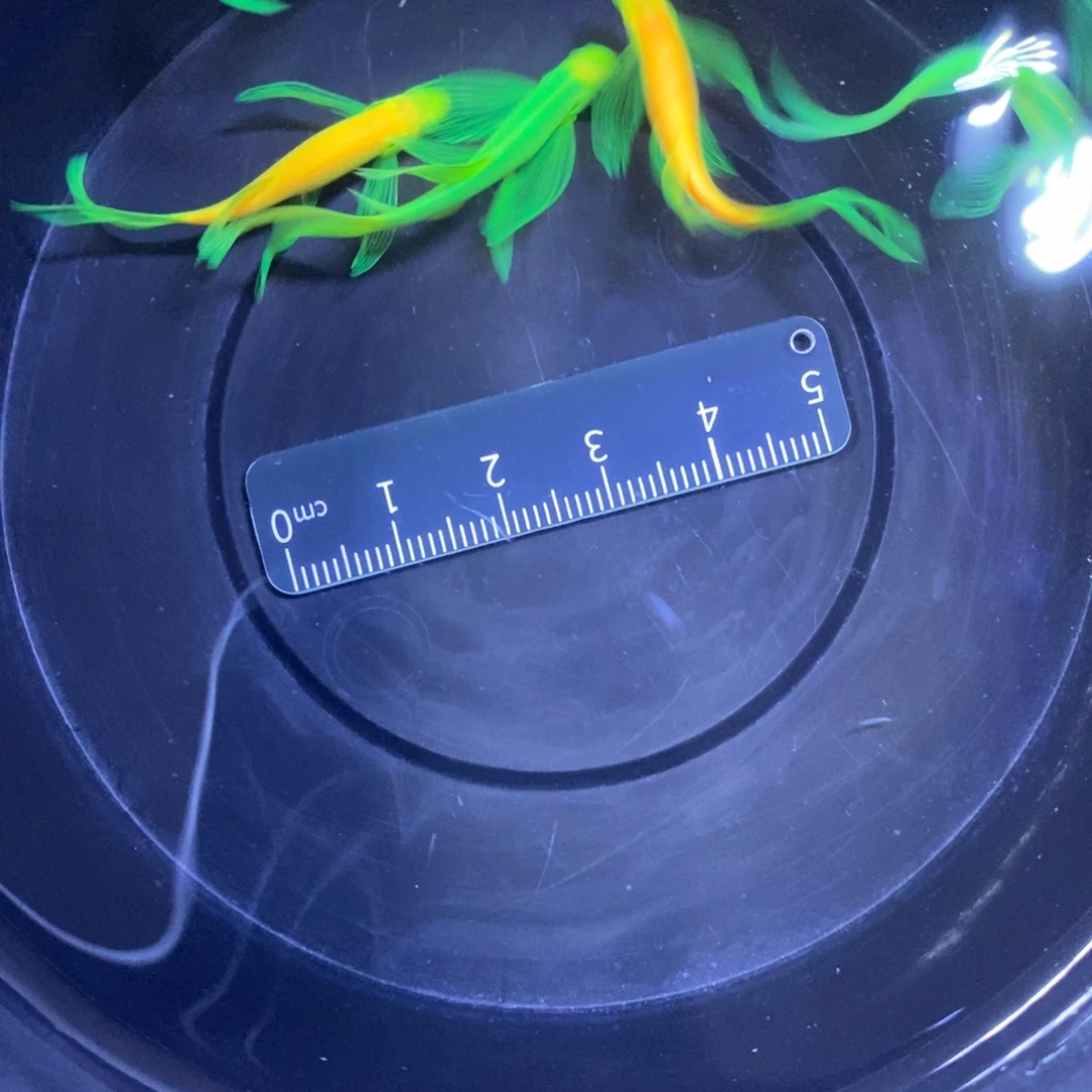 斑马鱼蝶翼斑马3.5-4厘米5条