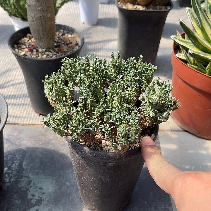 无花朵蜘蛛丸大群一物一拍