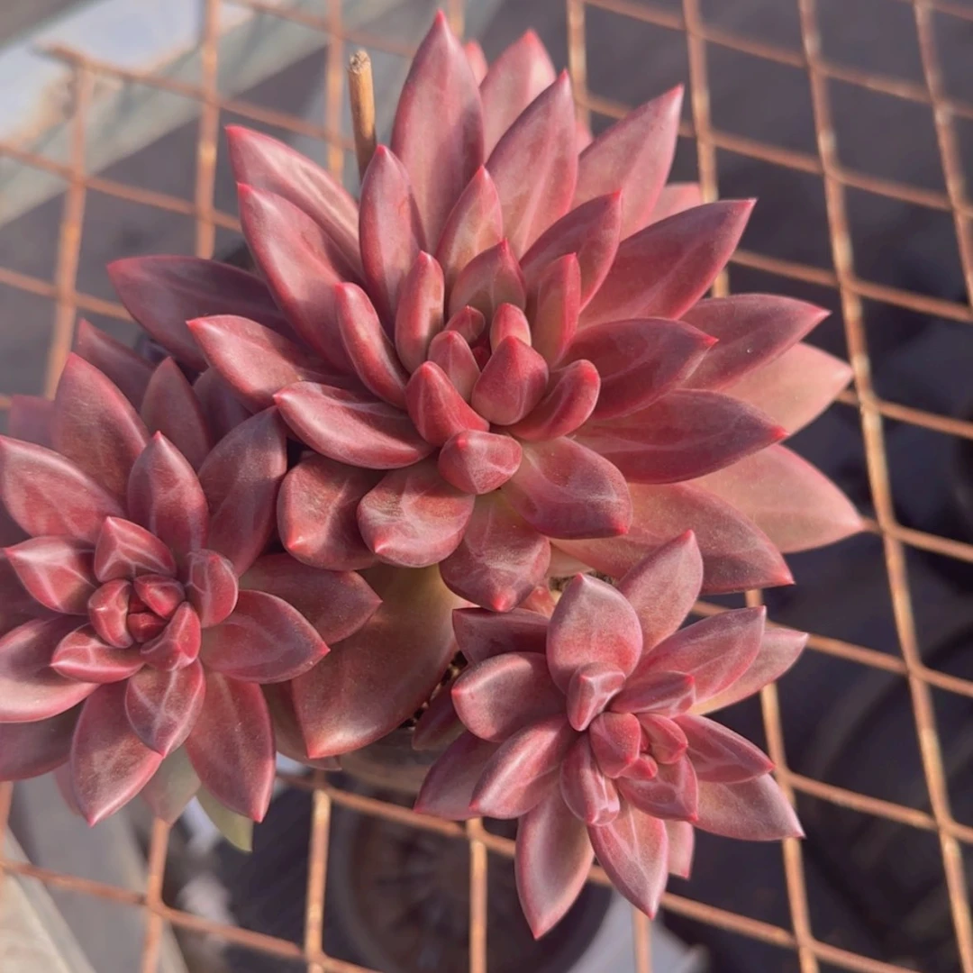 【闪购商品】老桩三头迷雾泡泡29.9