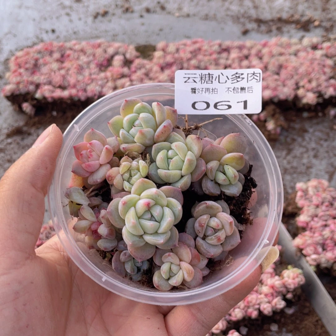 云糖心多肉植物61