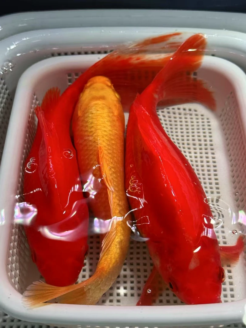【15-18cm】凤尾大红草2黄金1共三条锦鲤金鱼观赏鱼好养耐活