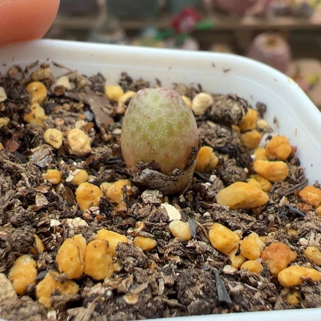 多肉植物66号草莓斑马