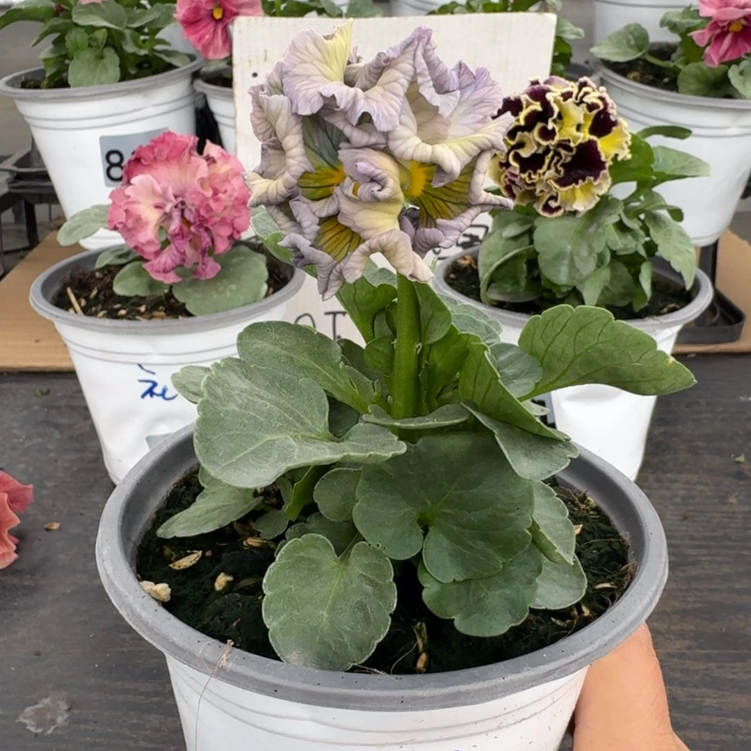 全部花朵957号981