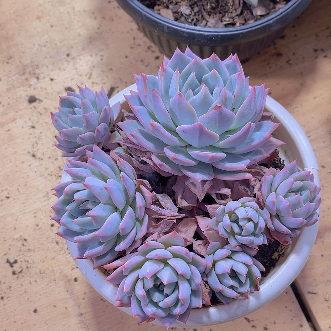 远*0000000000000576