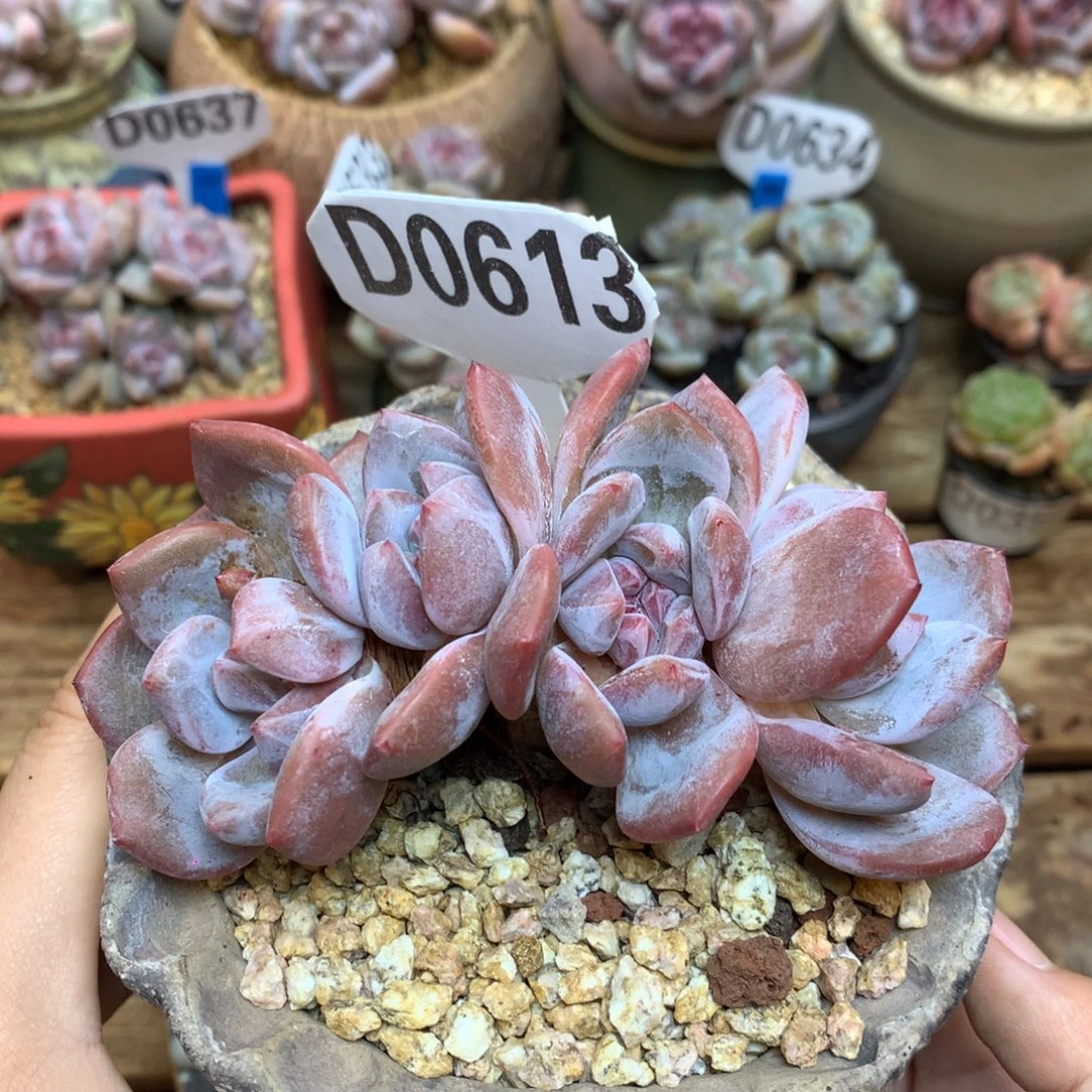 D0613 星影自然群 无砍 福利