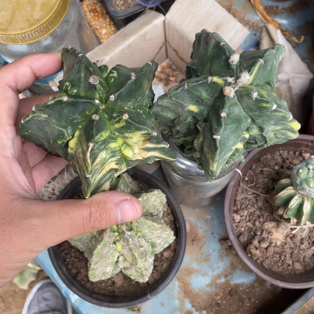 龙***尼全部花朵自根 一对 仙人球开花