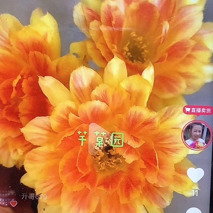 丽花赛明媚嫁接用侧芽3厘米