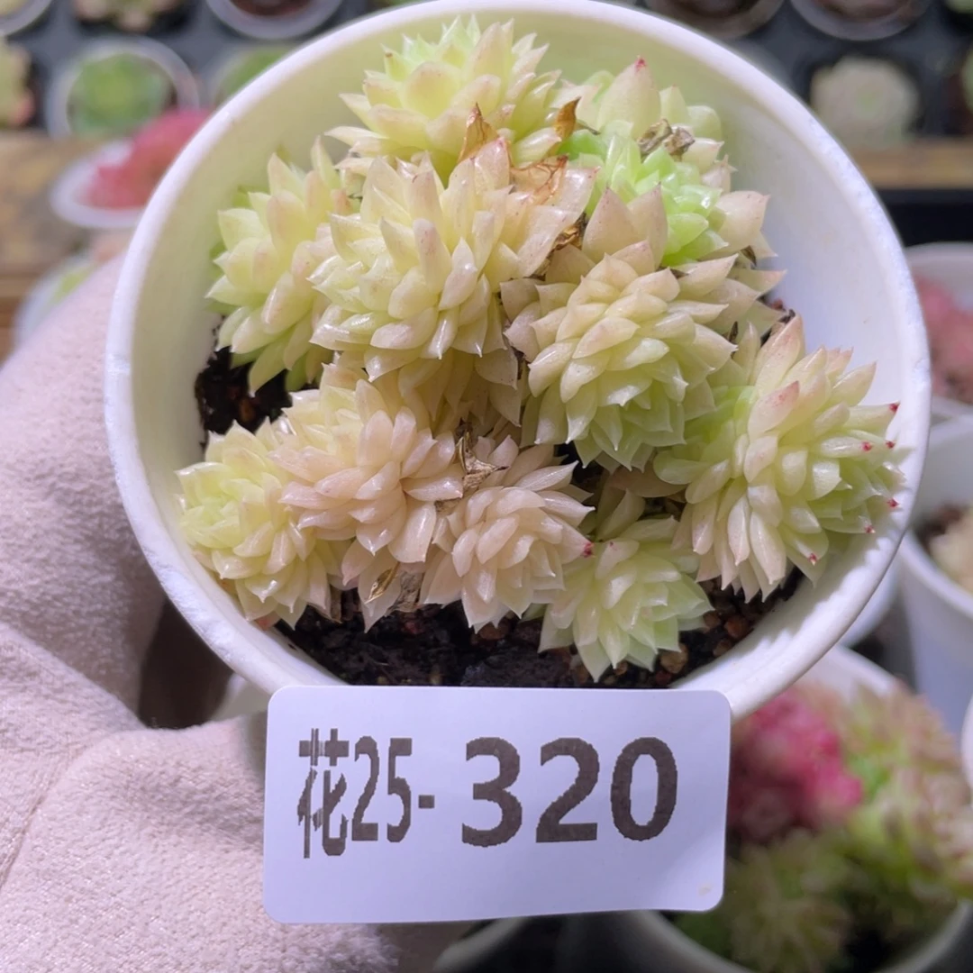 花利美25-320麦秆群