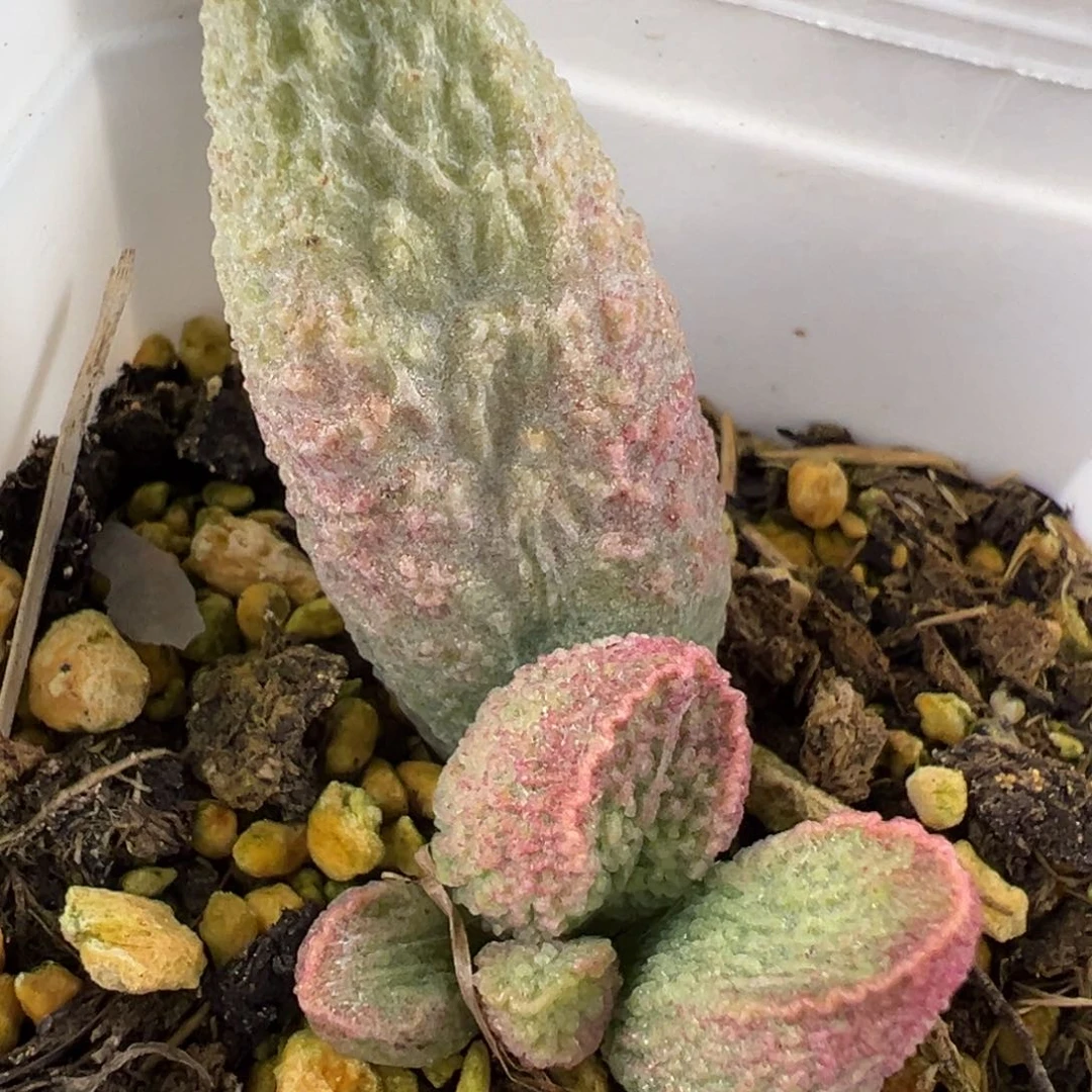 碧彩水泡多肉植物