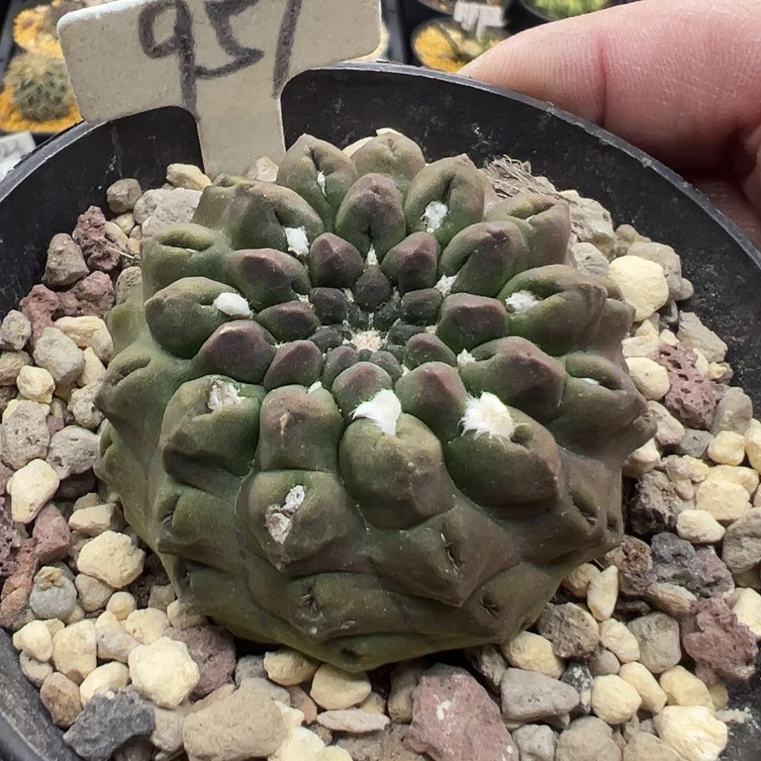 957无刺绿雷头玉实生