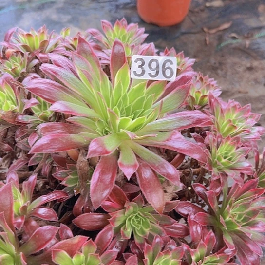 冷***知多肉植物一个仙子