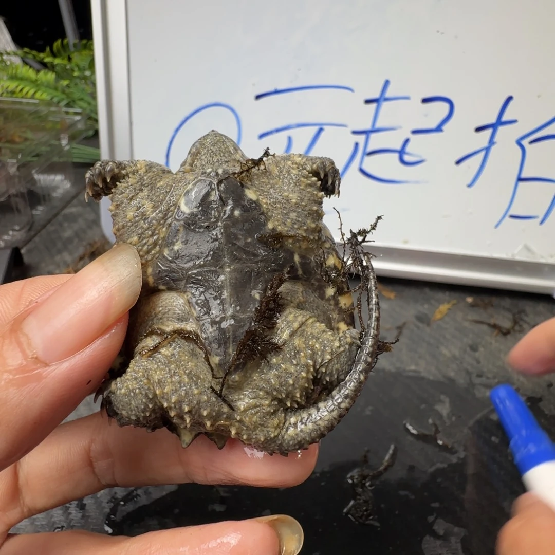 小鳄龟不分公母The
