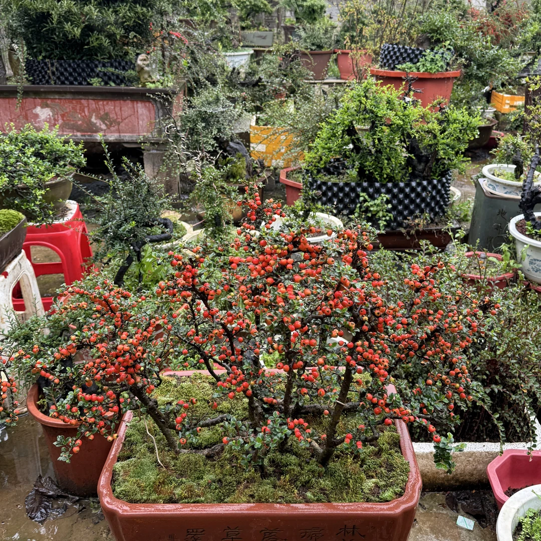 带芽浓香型梅花树盆栽适合室内外庭院阳台种植耐寒花卉绿植
