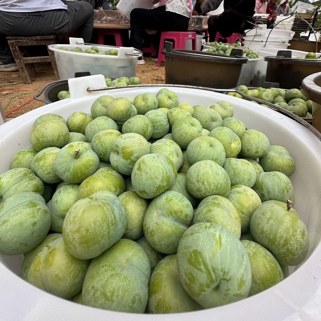 新品种特早熟四月甜脆李一年嫁接苗脱骨脆李南北种植果树李子苗