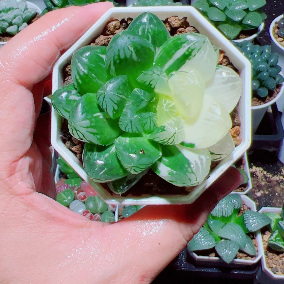 苏州玉露锦多肉植物