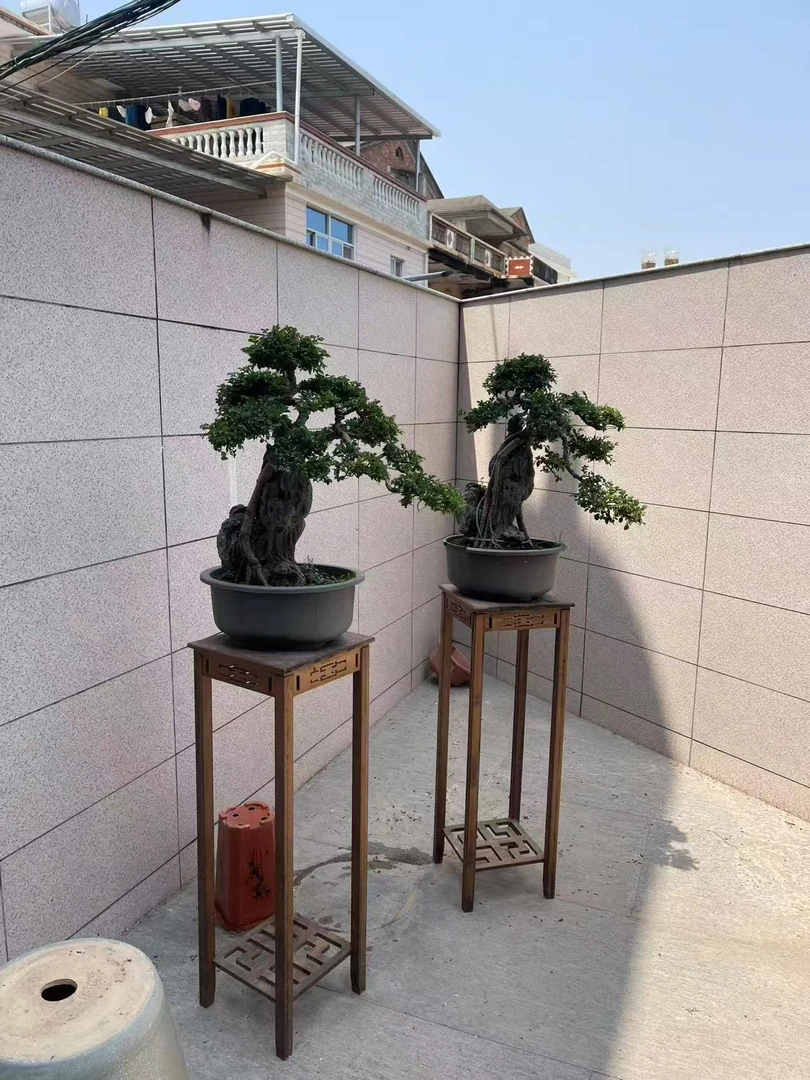 榆树老桩精品造型盆景基地一物一拍