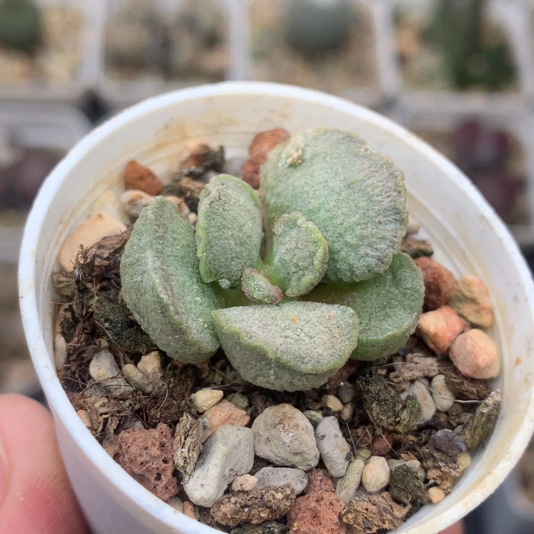 雪花磨砂蛋 一物一拍