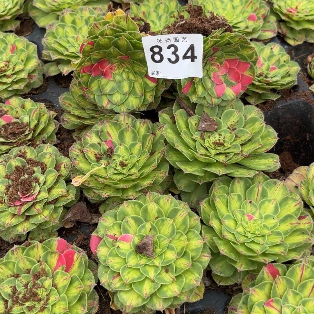 闲***鹤无花朵834多肉法师发货