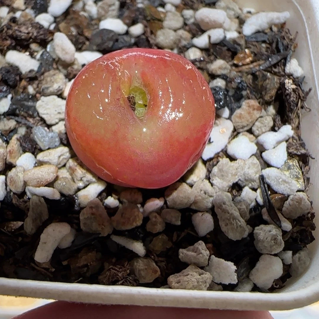 肉锥多肉植物百科-1392