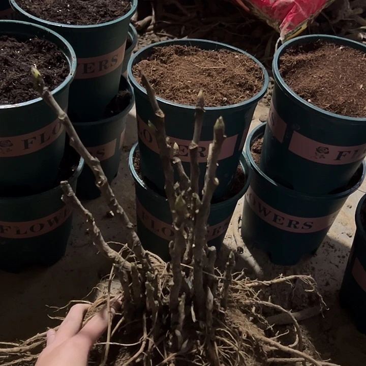 文***者完全开放爱丽丝福利