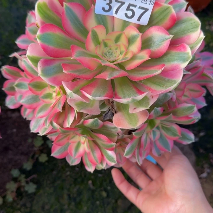 3757女巫不包断枝