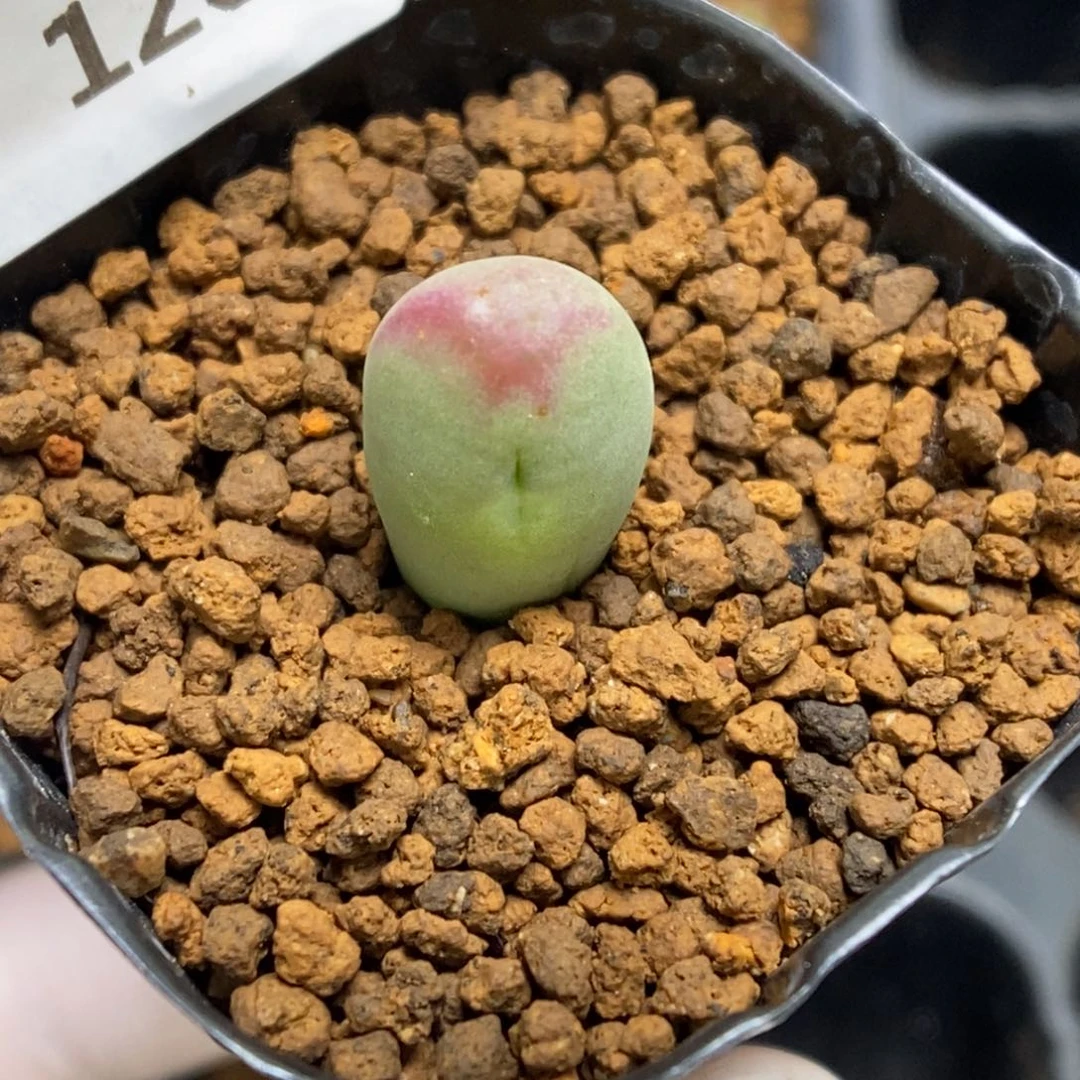 多肉植物肉锥杂交K-126 将杂缀（0.8）